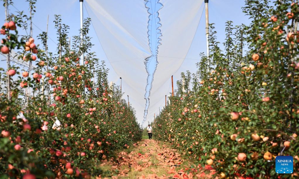 This photo taken on Sept. 27, 2023 shows an apple orchard in Mengjiayuan Village of Yichuan County, northwest China's Shaanxi Province. The 20,000 hectares of apples in Yichuan County have recently entered the harvest season. (Xinhua/Shao Rui)





