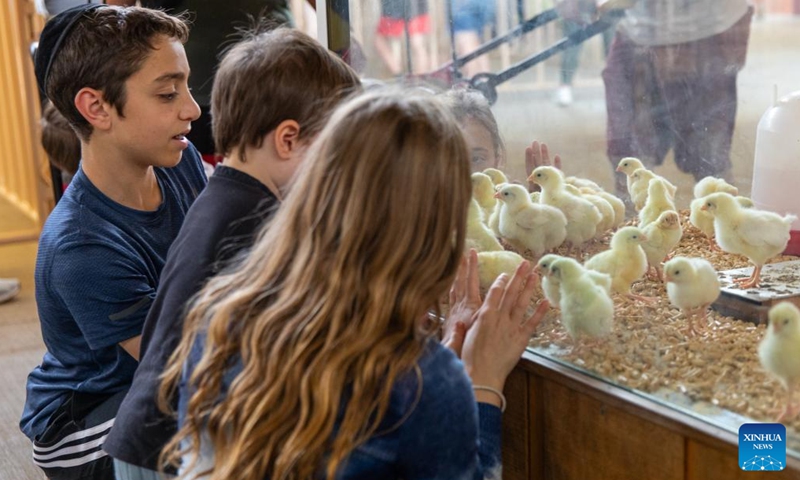 Children gather around to watch chicks at State Fair of Texas in Dallas, the United States, Oct. 5, 2023. The annual State Fair of Texas is held in Dallas from Sept. 29 till Oct. 22. (Photo by Dan Tian/Xinhua)