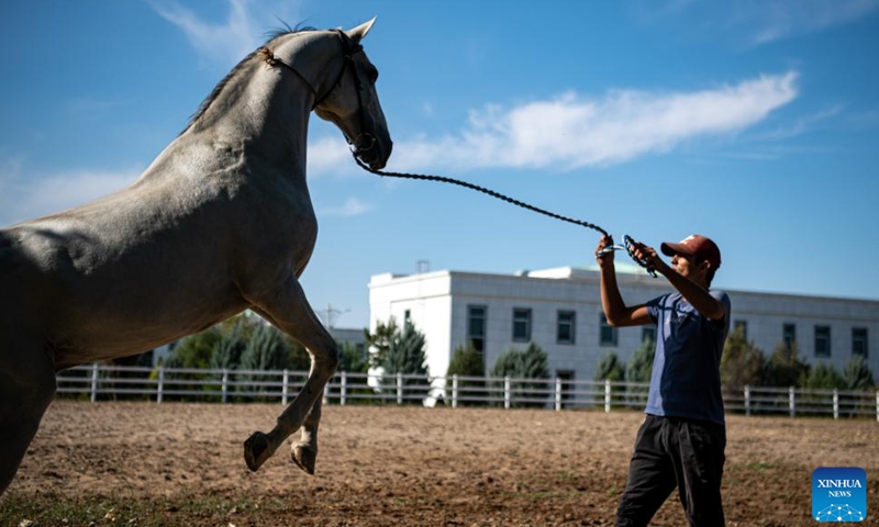 This photo taken on Sept. 26, 2023 shows an Akhal-Teke horse in Ashkhabad, Turkmenistan. Akhal-Teke horse is a national treasure of Turkmenistan and nicknamed sweat blood horse in China. (Xinhua/Wu Huiwo)