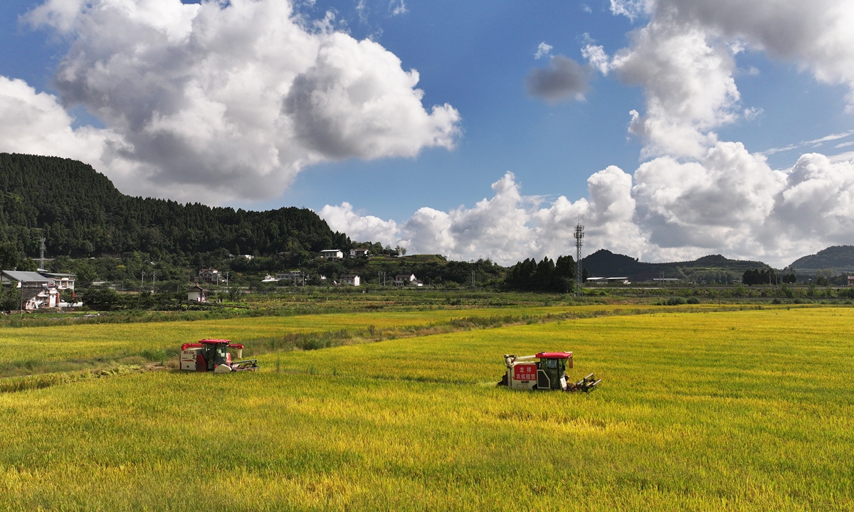 A harvester gathers rice at an agricultural park in Langzhong, Southwest China's Sichuan Province on October 7, 2023, a day ahead of Hanlu, or Cold Dew, the 17th Solar Term of the traditional Chinese calendar. Hanlu marks the point where early autumn becomes late fall, with a corresponding cooling of temperatures. Photo: VCG