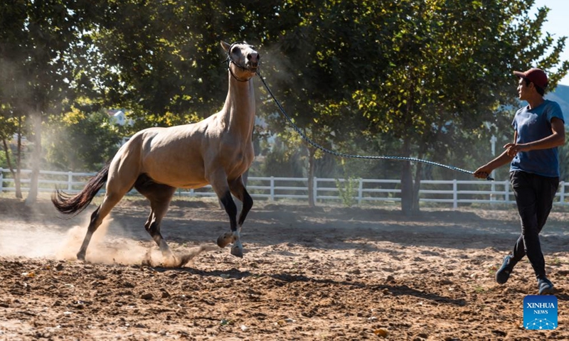 This photo taken on Sept. 26, 2023 shows an Akhal-Teke horse in Ashkhabad, Turkmenistan. Akhal-Teke horse is a national treasure of Turkmenistan and nicknamed sweat blood horse in China. (Xinhua/Li Muzi)