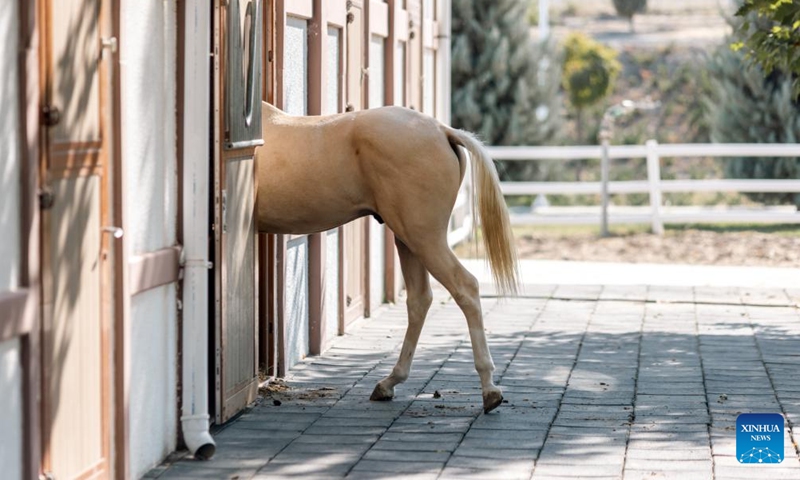 This photo taken on Sept. 26, 2023 shows an Akhal-Teke horse in Ashkhabad, Turkmenistan. Akhal-Teke horse is a national treasure of Turkmenistan and nicknamed sweat blood horse in China. (Xinhua/Li Muzi)