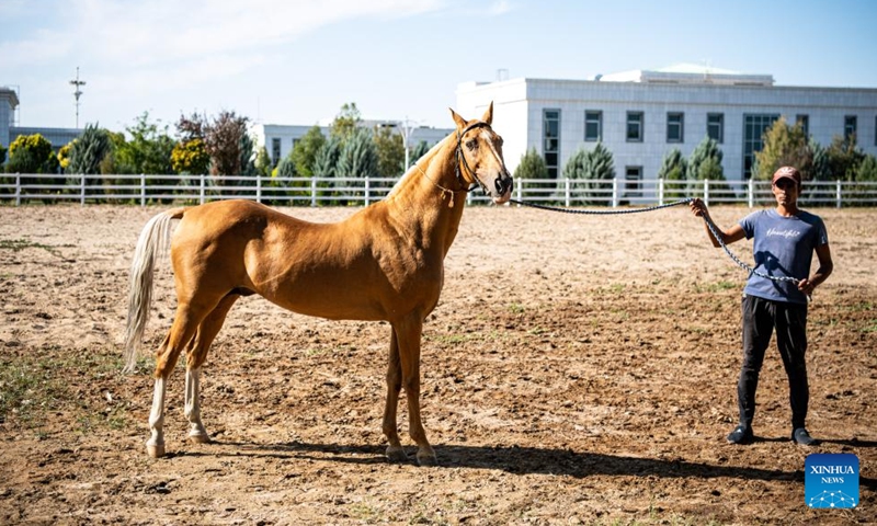 This photo taken on Sept. 26, 2023 shows an Akhal-Teke horse in Ashkhabad, Turkmenistan. Akhal-Teke horse is a national treasure of Turkmenistan and nicknamed sweat blood horse in China. (Xinhua/Wu Huiwo)