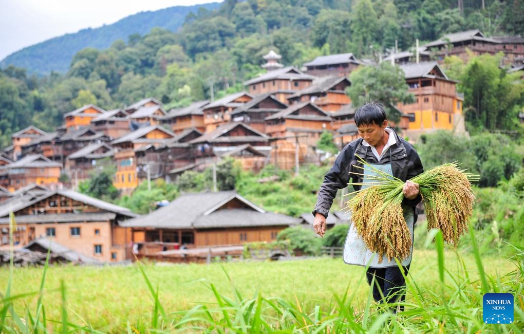 A farmer harvests glutinous rice in Zhanli Village, Congjiang County, southwest China's Guizhou Province, Oct. 7, 2023.(Photo: Xinhua)