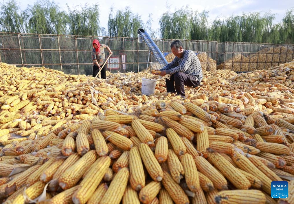 Farmers husk corns at Kongjiazhuang Village of Tangshan City in north China's Hebei Province, Oct. 4, 2023.(Photo: Xinhua)