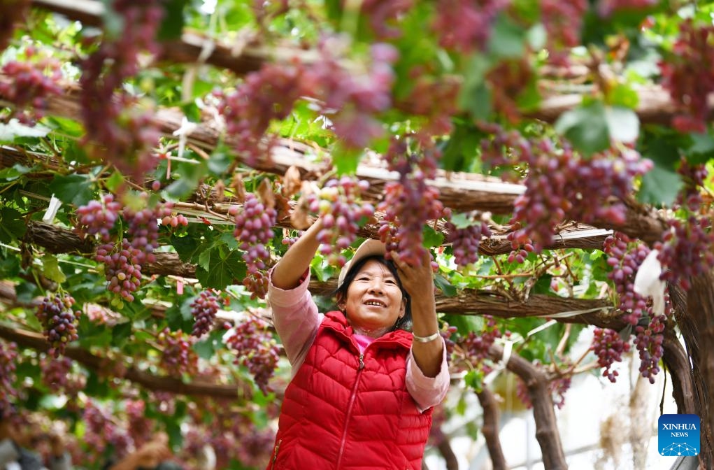 A farmer picks grapes at a grape planting base in Gucheng District of Lijiang, southwest China's Yunnan Province, Oct. 7, 2023.(Photo: Xinhua)