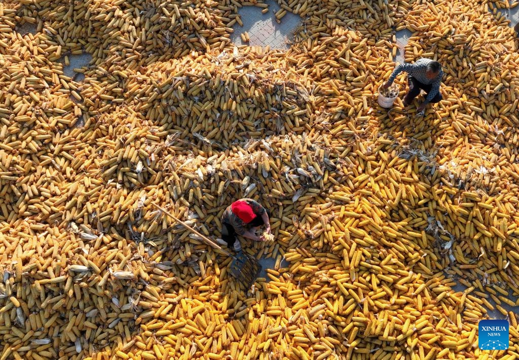 This aerial photo taken on Oct. 4, 2023 shows farmers husking corns at Kongjiazhuang Village of Tangshan City in north China's Hebei Province(Photo: Xinhua)