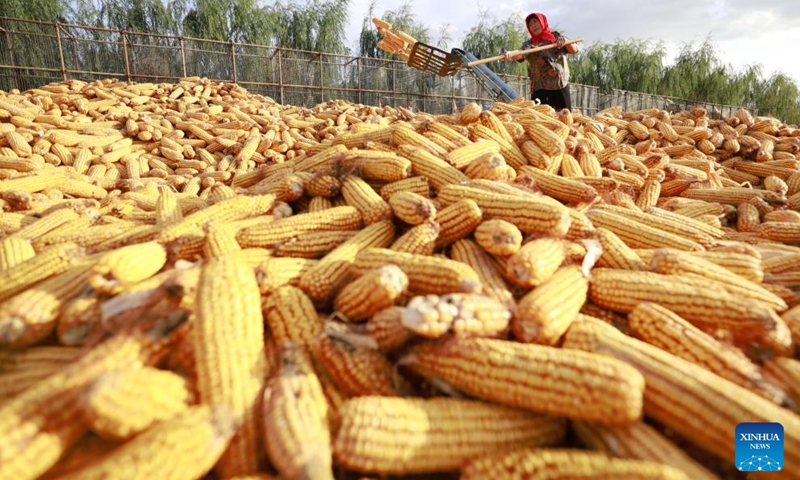 A farmer airs corns at Kongjiazhuang Village of Tangshan City in north China's Hebei Province, Oct. 4, 2023.(Photo: Xinhua)