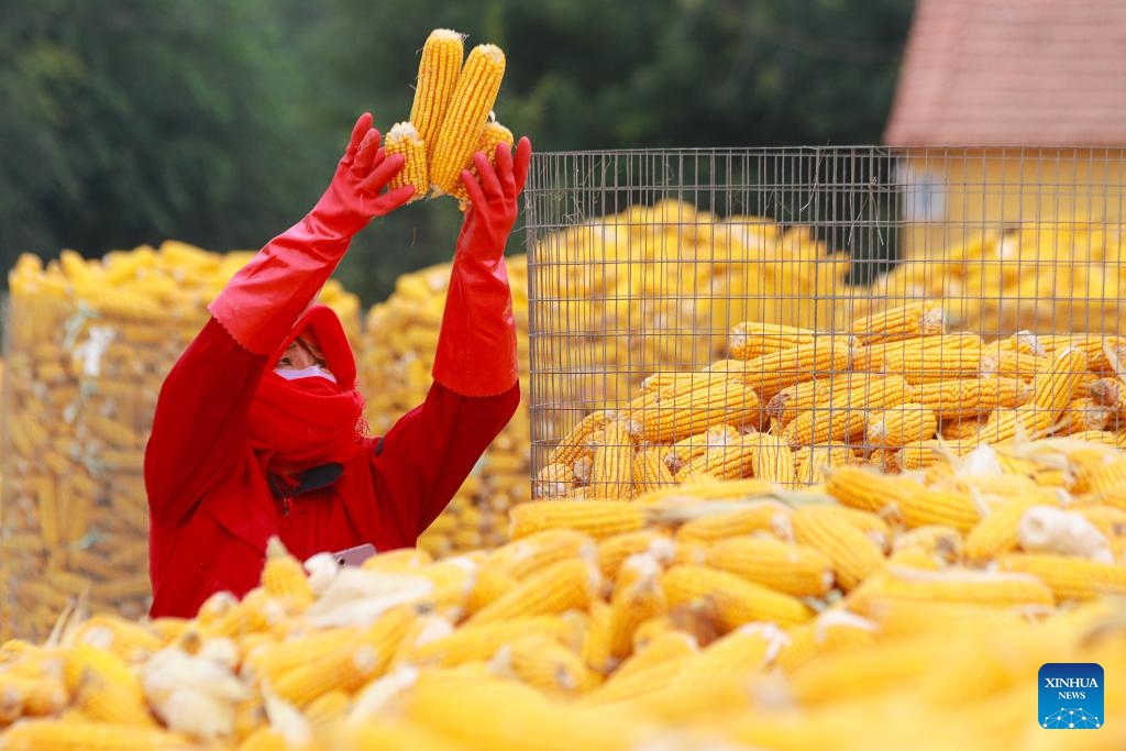 A farmer collects harvested corns in Jiatang Village, Gaomi City, east China's Shandong Province, Oct. 7, 2023.(Photo: Xinhua)