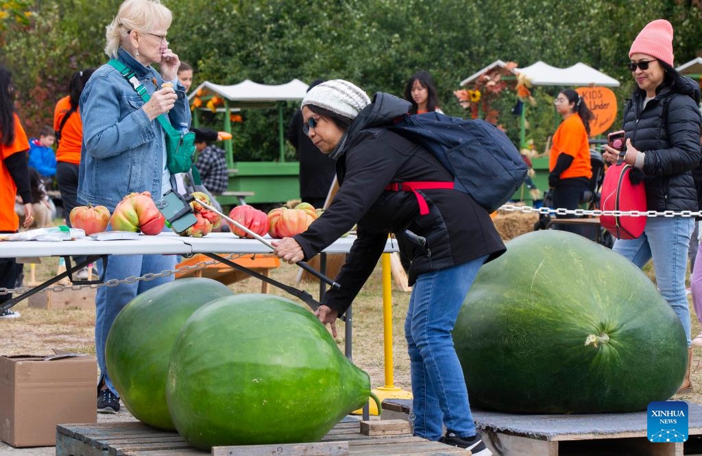 A visitor takes photos of large squashes during the giant pumpkin contest at the Woodbridge Fall Fair in Woodbridge, Ontario, Canada, Oct. 7, 2023.(Photo: Xinhua)