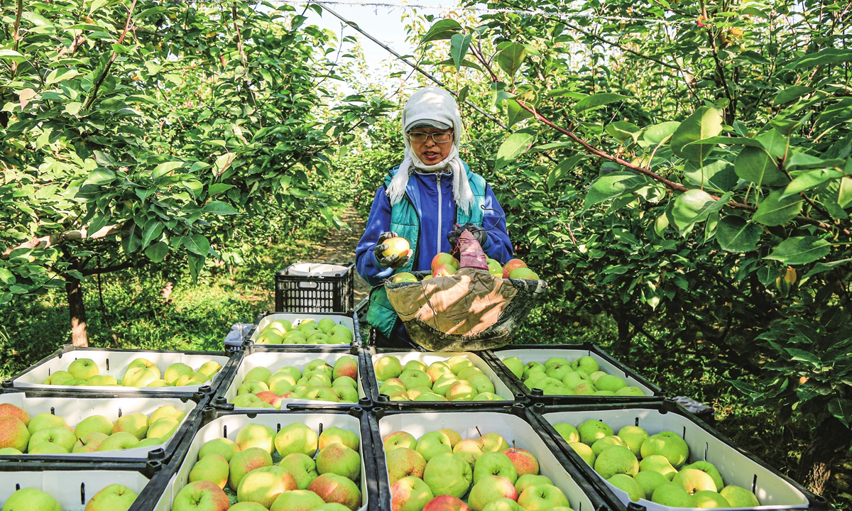 A fruit farmer harvests apple pears at a local farm in Zhangye, Northwest China's Gansu Province, which is a major apple-producing area in China, on October 8, 2023, as the region enters the picking period. The province's garden fruit output amounted to 5.754 million tons in 2022, an increase of 6.7 year-on-year. Photo: cnsphoto