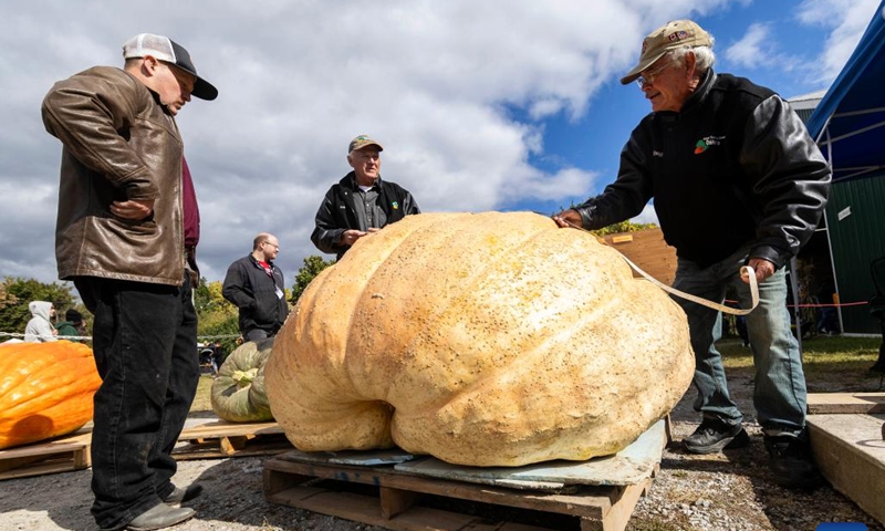 Staff members measure the size of a giant pumpkin during the giant pumpkin contest at the Woodbridge Fall Fair in Woodbridge, Ontario, Canada, Oct. 7, 2023.(Photo: Xinhua)