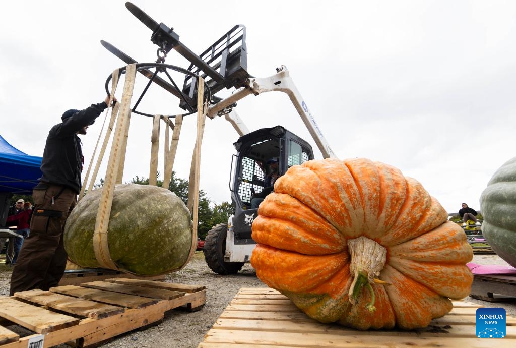 Staff members use a forklift to move a large squash for weighing during the giant pumpkin contest at the Woodbridge Fall Fair in Woodbridge, Ontario, Canada, Oct. 7, 2023(Photo: Xinhua)