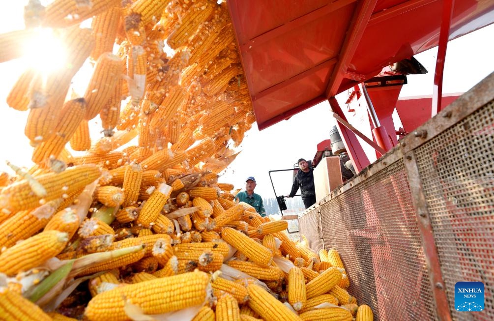 Farmers harvest corns at Zhoujiazhuang Village in Jinzhou City, north China's Hebei Province, Oct. 8, 2023.(Photo: Xinhua)