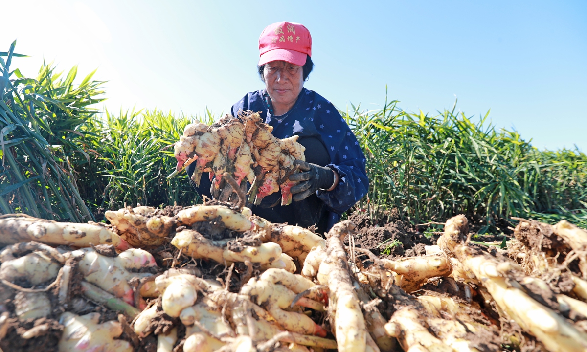 A farmer from Caitingqiao township in Tangshan city, North China's Hebei Province, is busy harvesting ginger in the fields. Tangshan is an important ginger-producing region in the province. In some areas, local ginger yields can exceed 5 tons per mu (0.066 hectare), enabling farmers to earn more incomes and enjoy a better life. Photo: VCG