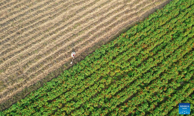 This aerial photo taken on Oct. 10, 2023 shows a farmer harvesting peanuts in Lizhuang Township, Baofeng County, central China's Henan Province.(Photo: Xinhua)