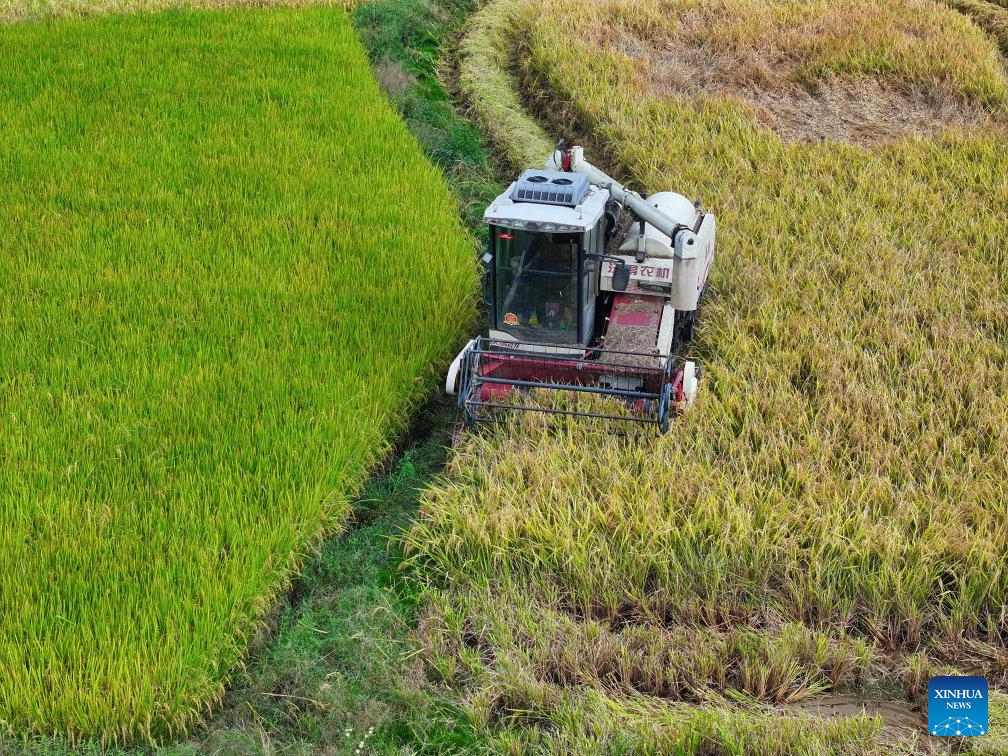 This aerial photo taken on Oct. 11, 2023 shows a farmer harvesting rice at a paddy field in Weizi Village of Changsha, central China's Hunan Province.(Photo: Xinhua)