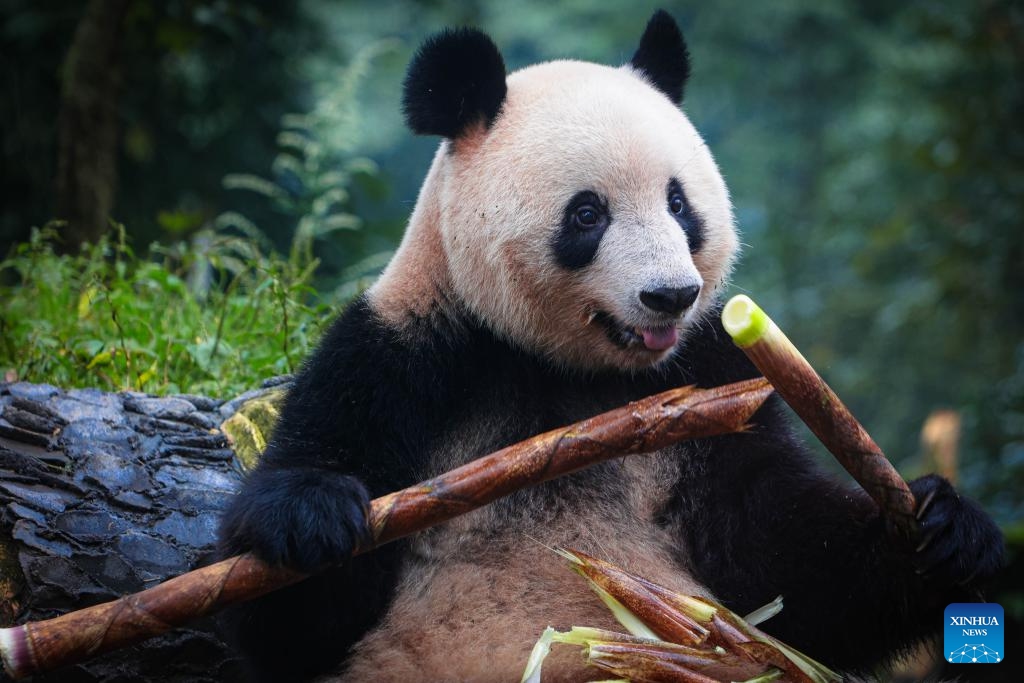 Giant panda Xiang Xiang eats fresh bamboo at the Bifengxia Giant Panda Base in Ya'an, southwest China's Sichuan Province, Oct. 8, 2023. Female giant panda Xiang Xiang met the public at the Bifengxia Giant Panda Base in Ya'an on Sunday. The panda left Ueno Zoo in Tokyo of Japan on Feb. 21, 2023 and flied back to China, her home country.(Photo: Xinhua)