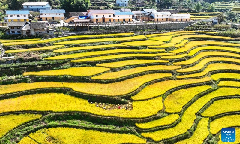 This aerial photo taken on Oct. 11, 2023 shows villagers harvesting rice at a terraced field in Changchun Village of Yichang City, central China's Hubei Province.(Photo: Xinhua)