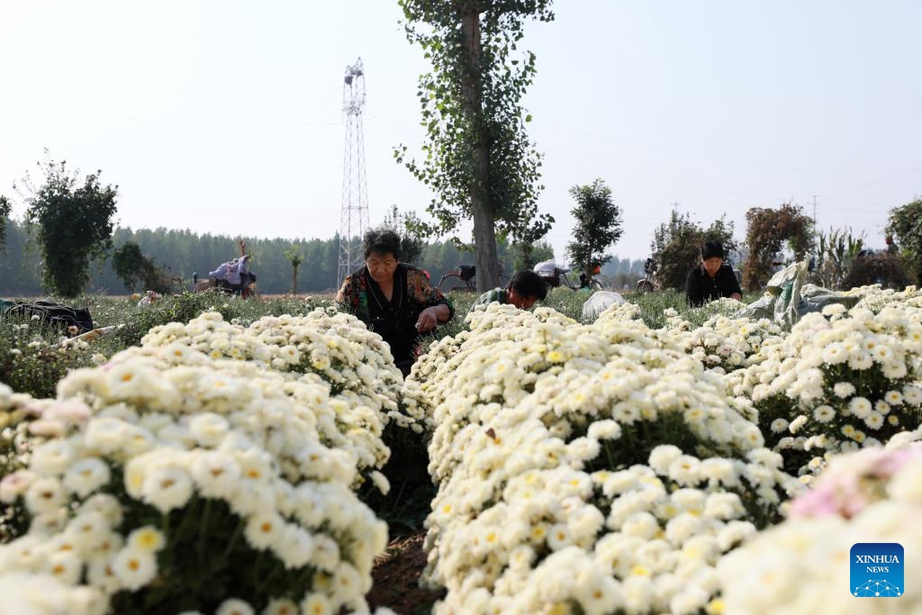 Farmers harvest chrysanthemums at a planting base in Renze District of Xingtai, north China's Hebei Province, Oct. 8, 2023.(Photo: Xinhua)