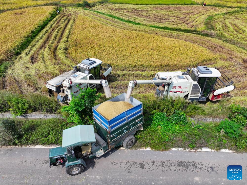 This aerial photo taken on Oct. 11, 2023 shows farmers harvesting rice at a paddy field in Weizi Village of Changsha, central China's Hunan Province.(Photo: Xinhua)