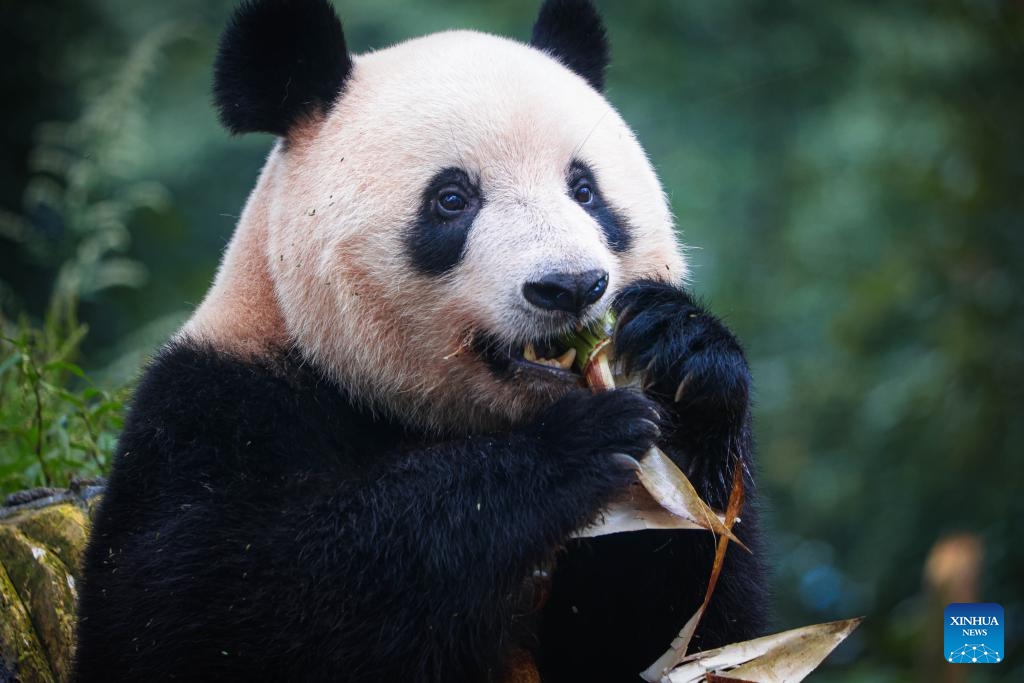 Giant panda Xiang Xiang eats fresh bamboo at the Bifengxia Giant Panda Base in Ya'an, southwest China's Sichuan Province, Oct. 8, 2023. Female giant panda Xiang Xiang met the public at the Bifengxia Giant Panda Base in Ya'an on Sunday. The panda left Ueno Zoo in Tokyo of Japan on Feb. 21, 2023 and flied back to China, her home country.(Photo: Xinhua)