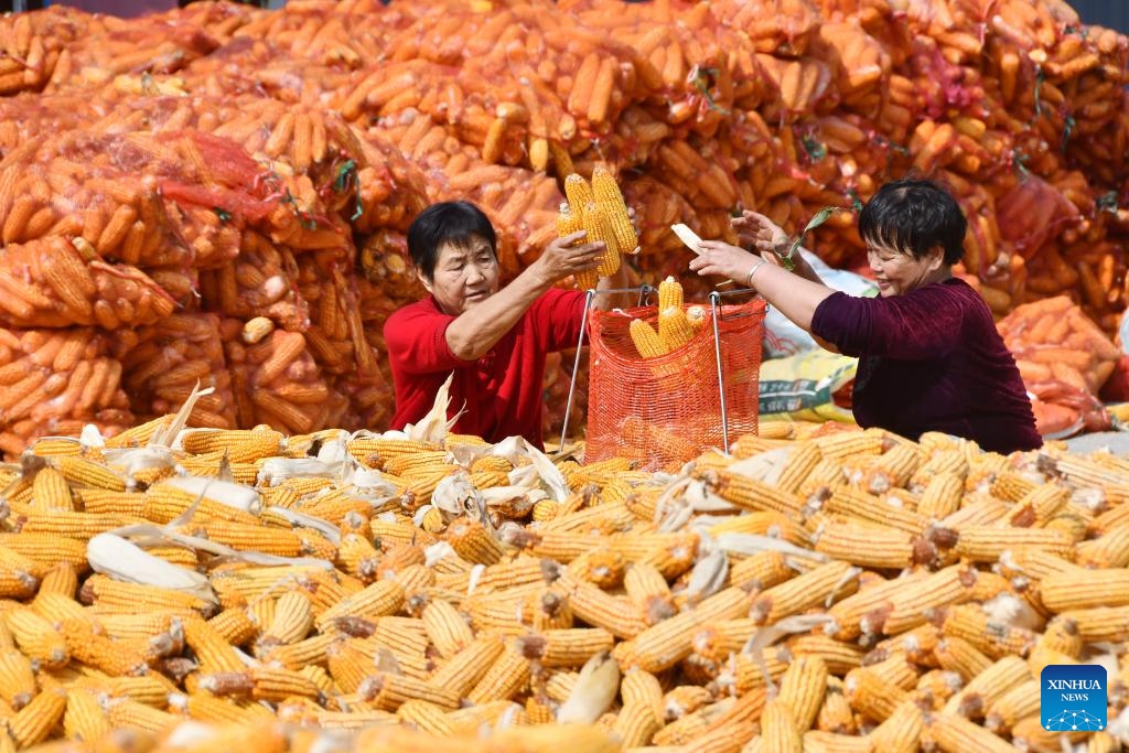 Farmers bag corns for drying in Handan City, north China's Hebei Province, Oct. 8, 2023.(Photo: Xinhua)