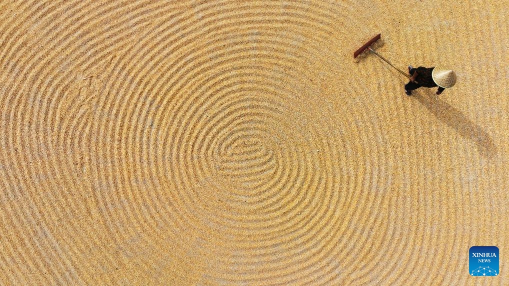 This aerial photo taken on Oct. 10, 2023 shows a farmer airing harvested corns in Dagaozhuang Village, Tancheng County, east China's Shandong Province.(Photo: Xinhua)