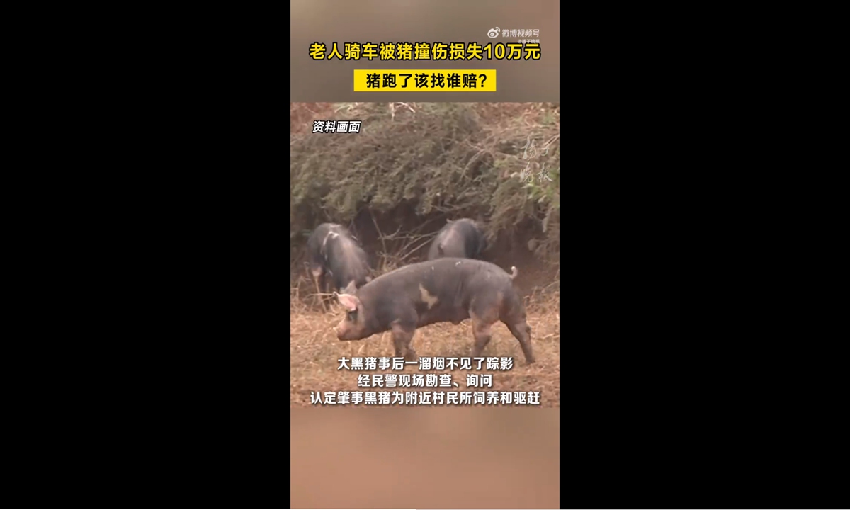 Old man hit by a pig; breeder liable for 100,000 yuan. Photo: screenshot from Yangtse Evening Post
