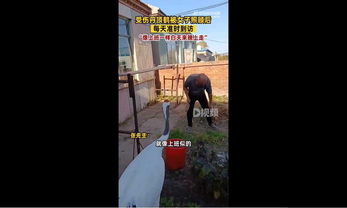 Injured red-crowned crane visits rescuer every day. Photo: screenshot from D Video