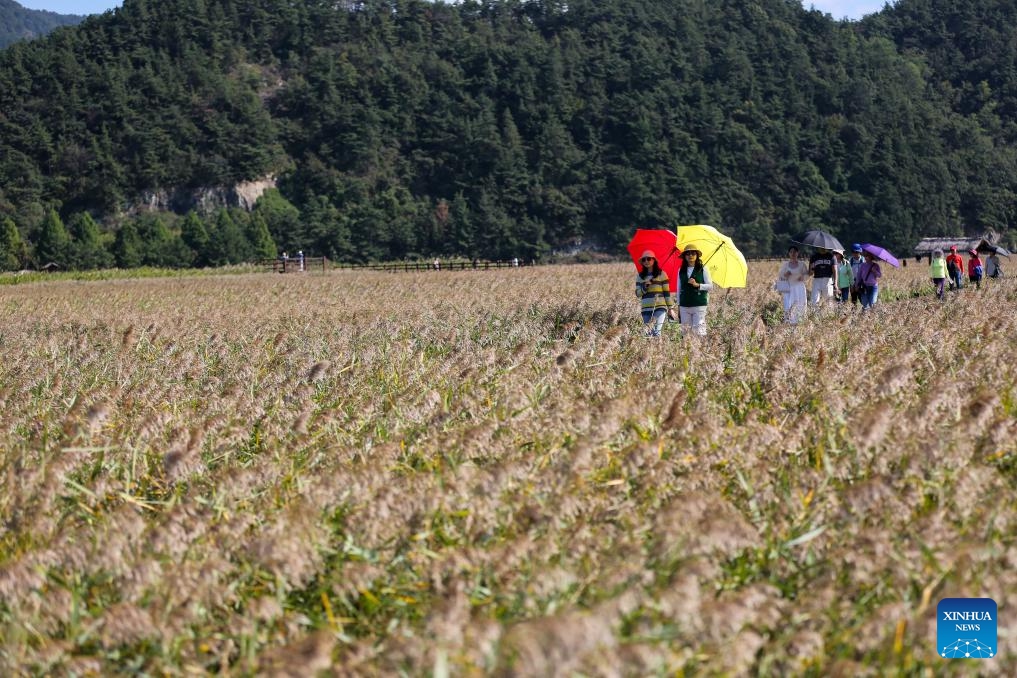 Tourists visit the Suncheon Bay Wetland Reserve in Suncheon, South Korea, Oct. 11, 2023.(Photo: Xinhua)