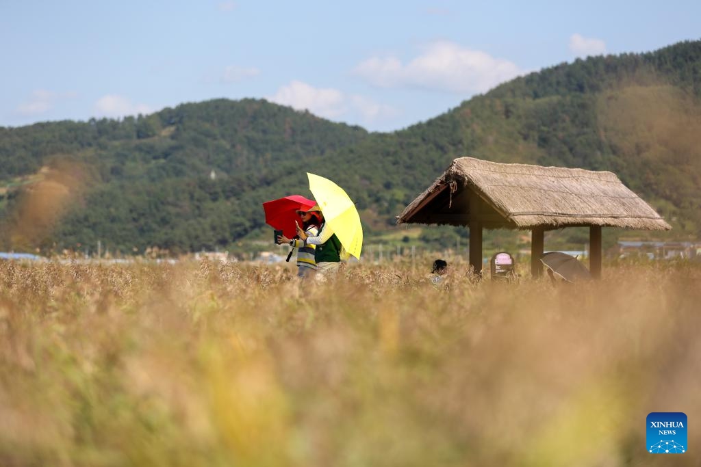 Tourists take photos at Suncheon Bay Wetland Reserve in Suncheon, South Korea, Oct. 11, 2023.(Photo: Xinhua)