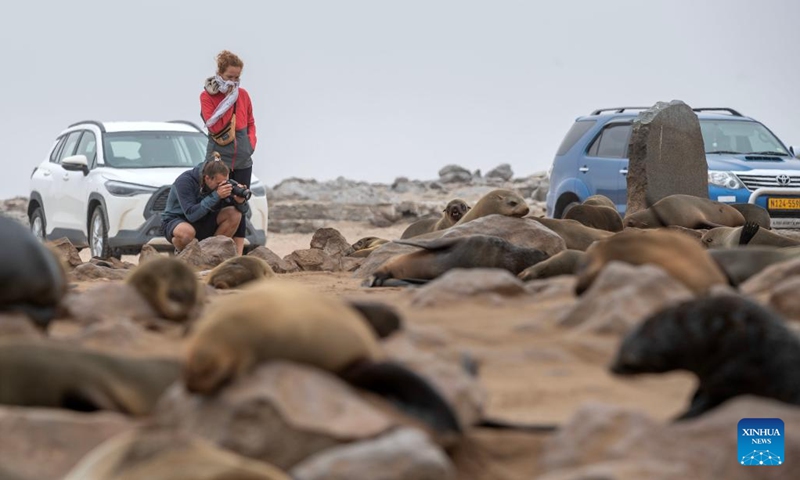 Tourists view Cape fur seals in the Cape Cross Seal Reserve, Namibia, Oct. 11, 2023. Namibia's coastline is home to the Cape Cross Seal Reserve, which is one of the largest settlements of Cape fur seals in the world. (Photo: Xinhua)