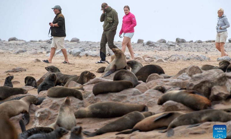 Tourists view Cape fur seals in the Cape Cross Seal Reserve, Namibia, Oct. 11, 2023. Namibia's coastline is home to the Cape Cross Seal Reserve, which is one of the largest settlements of Cape fur seals in the world. (Photo: Xinhua)