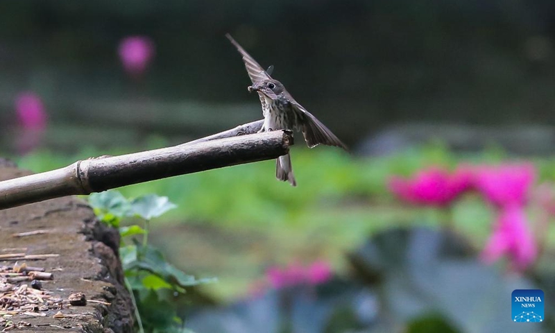 A grey-streaked flycatcher is seen in Quezon City, the Philippines, Oct. 4, 2023. The World Animal Day is celebrated annually on Oct. 4.  (Photo: Xinhua)