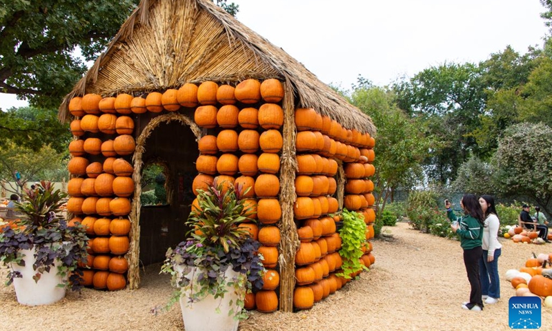 People visit a pumpkin house in Dallas Arboretum's Pumpkin Village, Texas, the United States, on Oct. 12, 2023. The nationally-acclaimed Pumpkin Village at Dallas Arboretum features pumpkin houses and creative displays fashioned from more than 100,000 pumpkins, gourds and squash. (Photo:Xinhua)