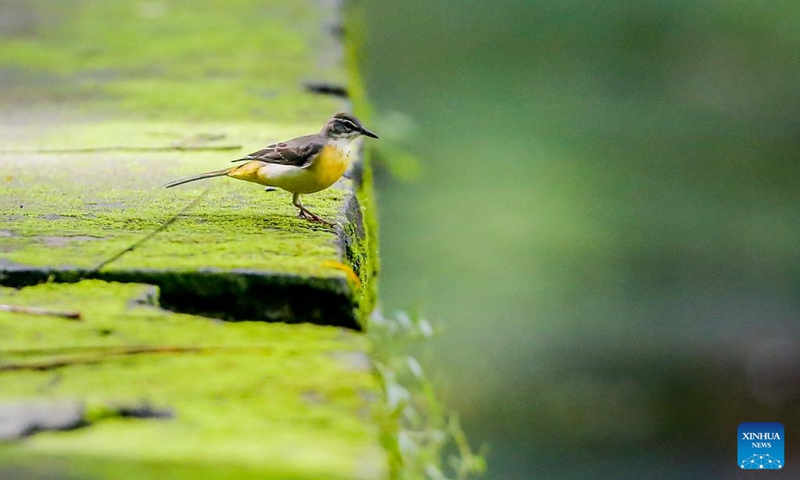 A grey wagtail is seen in Quezon City, the Philippines, Oct. 4, 2023. The World Animal Day is celebrated annually on Oct. 4. (Photo: Xinhua)