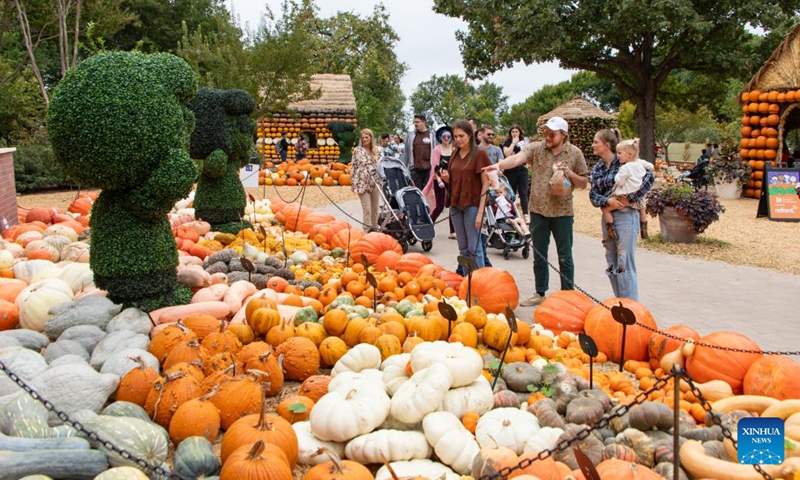 People look at pumpkins in Dallas Arboretum's Pumpkin Village, Texas, the United States, on Oct. 12, 2023. The nationally-acclaimed Pumpkin Village at Dallas Arboretum features pumpkin houses and creative displays fashioned from more than 100,000 pumpkins, gourds and squash. (Photo: Xinhua)