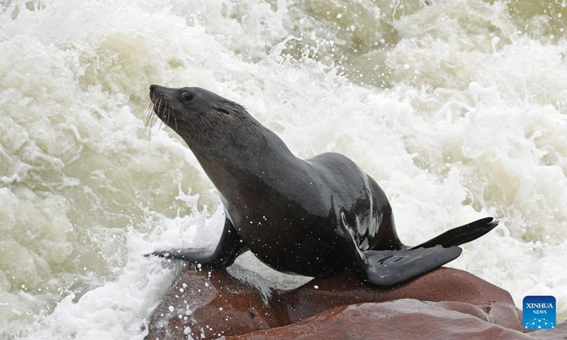 A Cape fur seal is pictured in the Cape Cross Seal Reserve, Namibia, Oct. 11, 2023. Namibia's coastline is home to the Cape Cross Seal Reserve, which is one of the largest settlements of Cape fur seals in the world. (Photo: Xinhua)