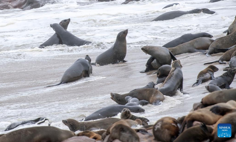 Cape fur seals are pictured in the Cape Cross Seal Reserve, Namibia, Oct. 11, 2023. Namibia's coastline is home to the Cape Cross Seal Reserve, which is one of the largest settlements of Cape fur seals in the world. (Photo: Xinhua)