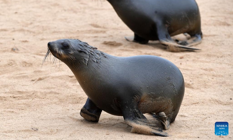 Cape fur seals are pictured in the Cape Cross Seal Reserve, Namibia, Oct. 11, 2023. Namibia's coastline is home to the Cape Cross Seal Reserve, which is one of the largest settlements of Cape fur seals in the world. (Photo: Xinhua)