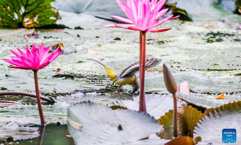 A grey wagtail is seen in Quezon City, the Philippines, Oct. 4, 2023. The World Animal Day is celebrated annually on Oct. 4. (Photo: Xinhua)