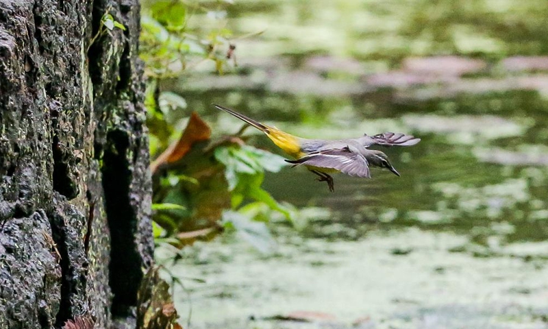 A grey wagtail is seen in Quezon City, the Philippines, Oct. 4, 2023. The World Animal Day is celebrated annually on Oct. 4. (Photo: Xinhua)