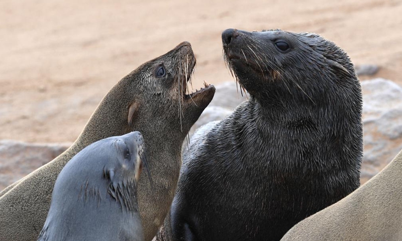 Cape fur seals are pictured in the Cape Cross Seal Reserve, Namibia, Oct. 11, 2023. Namibia's coastline is home to the Cape Cross Seal Reserve, which is one of the largest settlements of Cape fur seals in the world. (Photo: Xinhua)