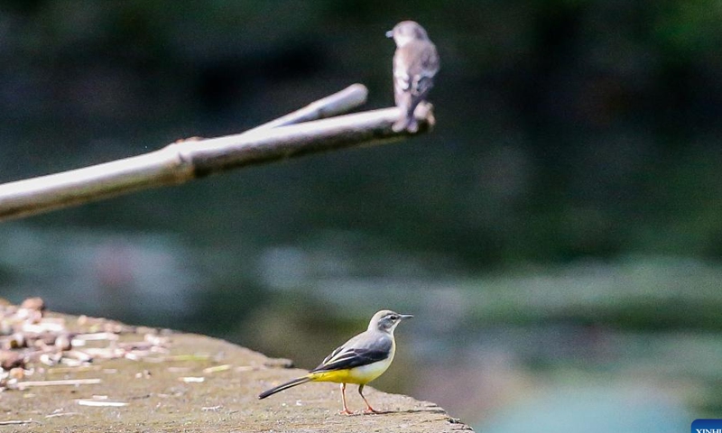 Birds are seen in Quezon City, the Philippines, Oct. 4, 2023. The World Animal Day is celebrated annually on Oct. 4. (Photo: Xinhua)