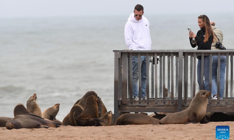 Tourists view Cape fur seals in the Cape Cross Seal Reserve, Namibia, Oct. 11, 2023. Namibia's coastline is home to the Cape Cross Seal Reserve, which is one of the largest settlements of Cape fur seals in the world. (Photo: Xinhua)