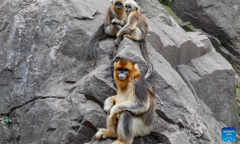 Sichuan golden snub-nosed monkeys are seen at the Yuhe area of the Giant Panda National Park in northwest China's Gansu Province, Oct. 14, 2023.Between April and May this year, 11 monkey cubs had been born at the Yuhe area of the Giant Panda National Park. (Photo:Xinhua)