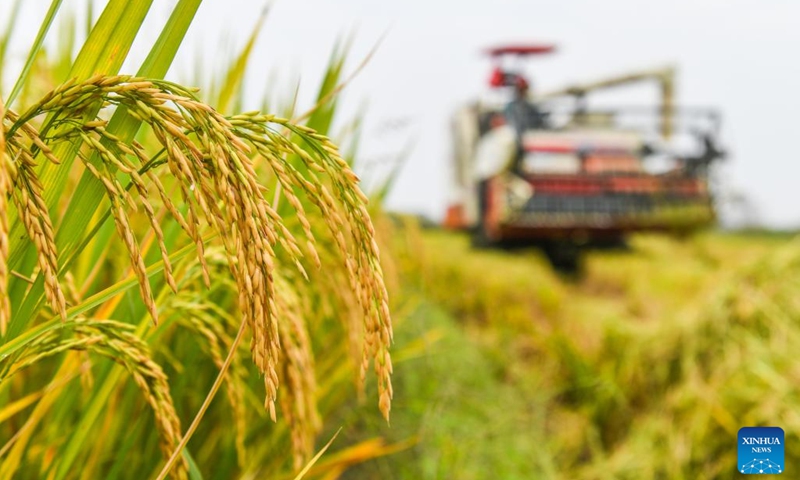 Rice is harvested in Daoxian County, central China's Hunan Province, Oct. 14, 2023. (Photo:Xinhua)