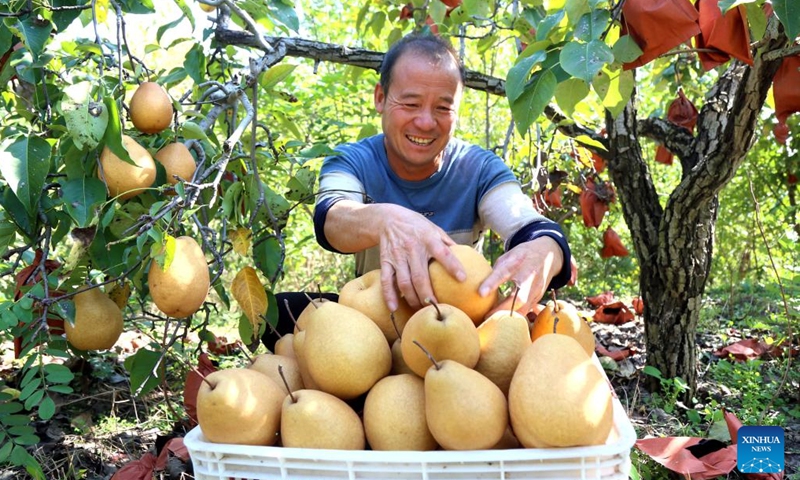 A farmer harvests pears in Ruyang County, central China's Henan Province, Oct. 14, 2023. (Photo:Xinhua)