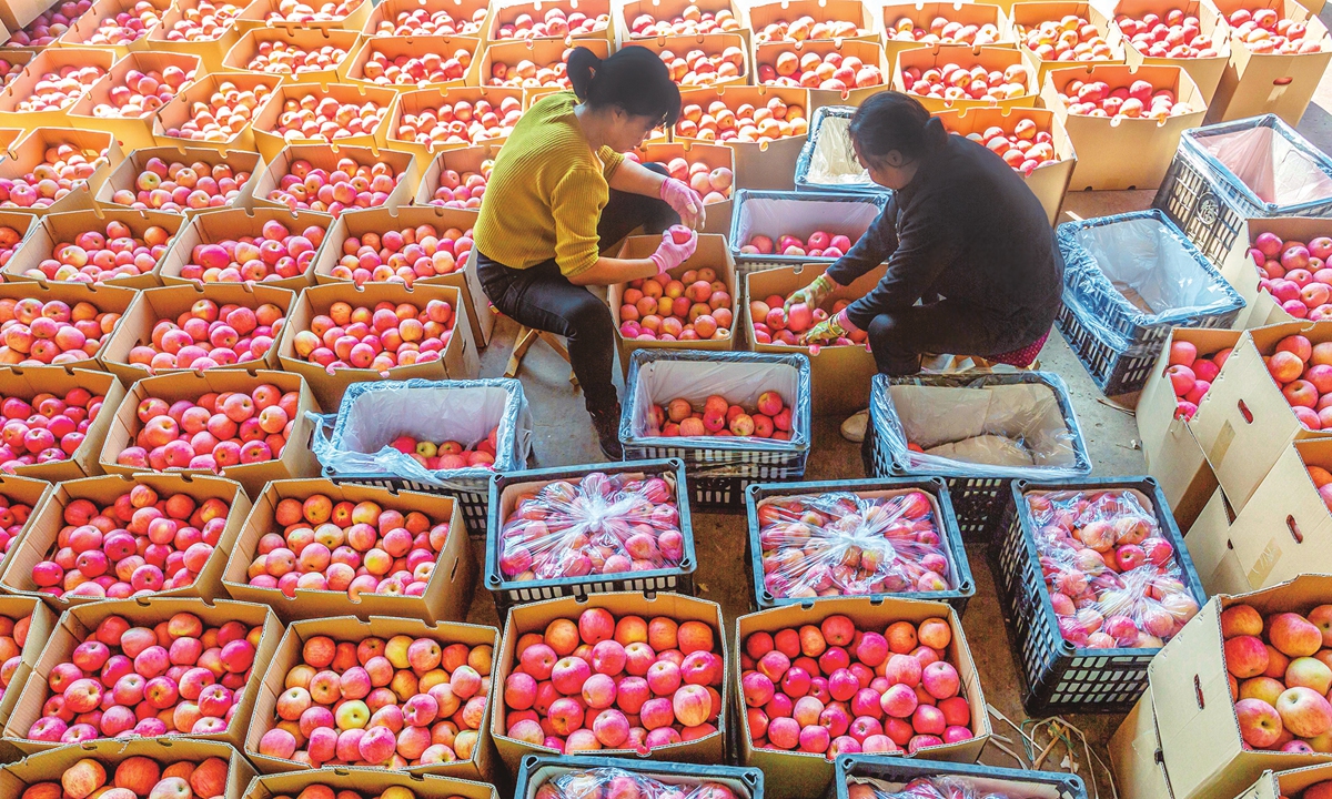 Fruit farmers sort and pack apples at a planting cooperative in Yuncheng, North China's Shanxi Province on October 15, 2023. The cooperative's yield from 100,000 mu (6,666.67 hectares) of high-quality apple trees have entered the harvest season and will be sold to Bangladesh, Indonesia and other countries.